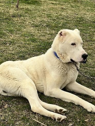 it ucun qurd dermani: Qurdbasar, 1 il, Erkek, Peyvəndli — 3