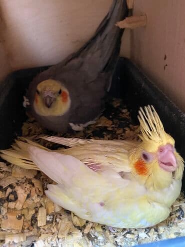 pişik satışı bakı: Digər quşlar — 2