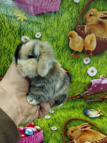 Karlik dovsan lar var satisda Vatsapda aktivdi Dovsan ayit Qefes de