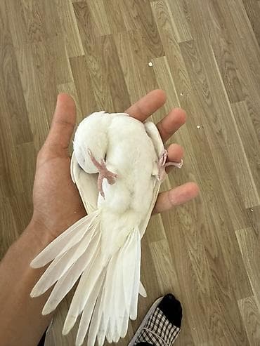 kakadu quşu: Ağ rəngli nimfa tutuquşu (cockatiel) – tam ağ lələk örtüyü, başda xas — 3