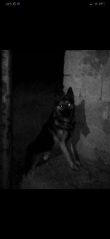 Heyvanlar üçün mallar: Alman çoban iti — 4