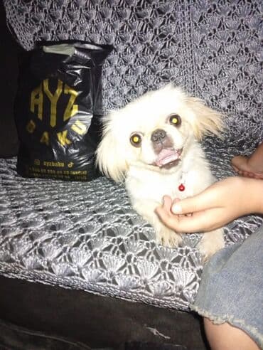 it qiz: Pekines, 9 ay, Dişi, Ünvandan götürmə — 1