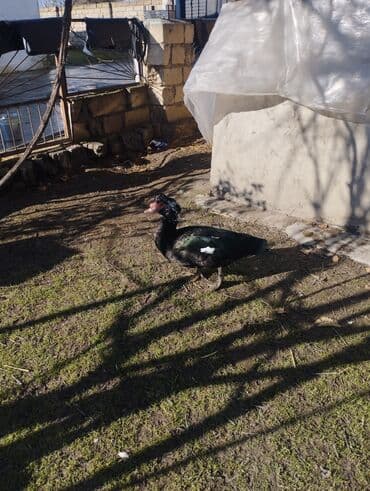 pekin ördək: Salam super damazliq ve kesimlik ucun agir heyvanlardi ag krasnadarlar — 7