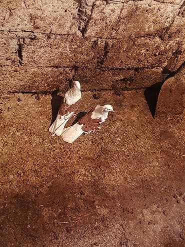 Salam iran miz kekiller bir cüt satılır reyal alıcıya endirim olacaq