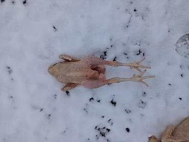 Xoruz satılır Şamaxı rayonun quşçu kəndində yetişdirilir.10azn xoruz