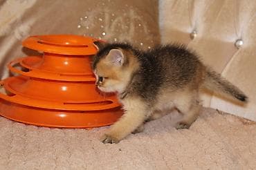 pişik satisi 2020: Şinşilla, Erkək — 8