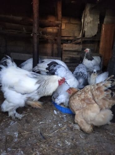 xarkov toyuq: Toyuq, Brama, Damazlıq, Ödənişli çatdırılma — 8