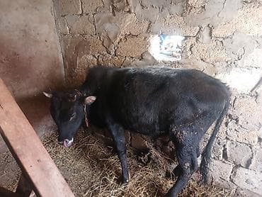 Quzu: 3 dene super erkey danlar — 3