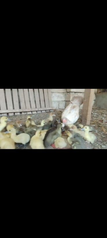 ingilis setteri it cinsinin digər adı nədi: Məhsul: Lal ördək (Muscovy) – damazlıq quşlar, balalar və kəsilmiş ət — 12