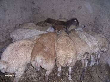 bakida cins ineklerin satisi: Satlıq heyvanlar – dana və buzovlar - Cins: qarışıq yerli və — 5