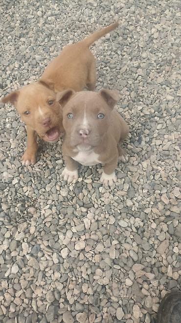 alabaý itleri: Pitbul, 2 ay — 1