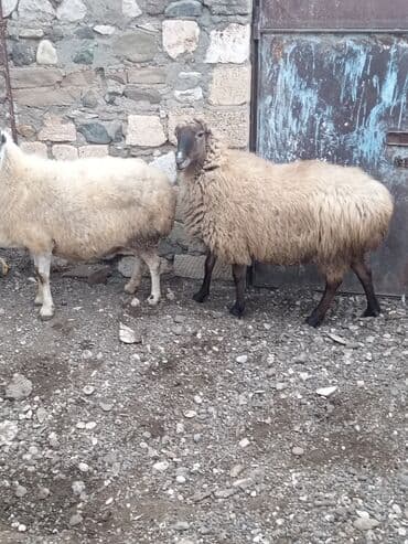 qoyun sortları: Qoyunlar – yerli Salam şəkildə gördüyünüz qoyunlar cəm şəkildə — 8