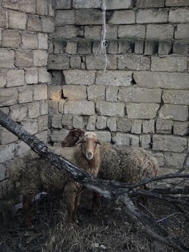 qoyunlar: 2 ədəd ana qoyun 3 aydı qoça gəlib vatsap aktivdi — 4