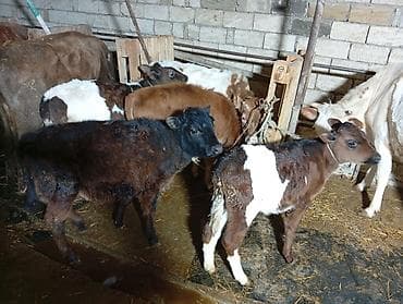 Птицы: Salam aleykum dishi danalardır qara alalar İvanovka di qırmızı sharol — 5