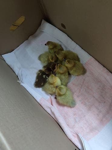 Ördək balaları – satış - Şəkillərdəki karton qutuda olan yeni çıxmış