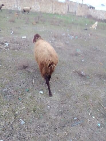 где купить собаку в баку: Dişi Quzu satılır istəyən olsa yazsın video sun atım baxın real — 5