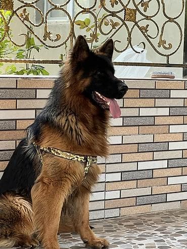 it ucun paltarlar: Alman çoban iti, 1 il, Erkek, Cütləşmə üçün — 6