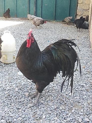 Salam. Avstrolop mayali yumurtaları. Sifariş qəbul olunur. Ünvan Binə