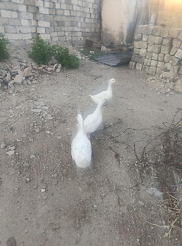 K/t heyvanları və malları: Ağ rəngli ördəklər – 3 ədəd - Cins: Ağ ev ördəyi (Pekin tipli — 2