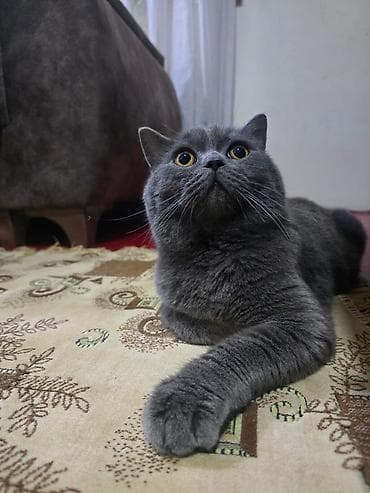 Британская, Самец, В добрые руки, Самовывоз — 1