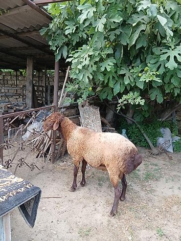 erkey quzu: Salam təmiz qala cinsi qoç satıram yaxşı iri heyvandı saxlanmalı — 4