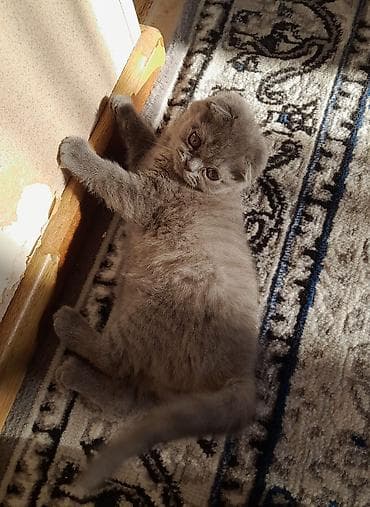 bərə çəkən: Şotland yastı qulaq — 1