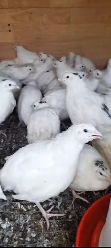 Bildcin cvan di saglam