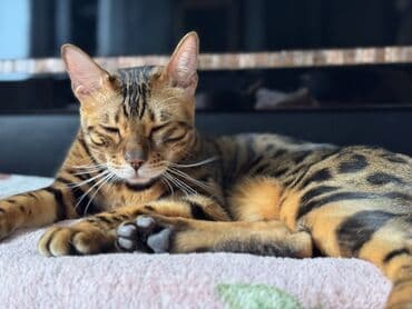 sort pişik: Бенгальская — 2