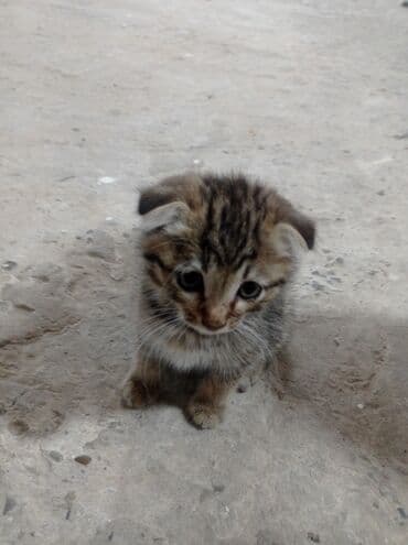 pişiy balaları: Britan yastı qulaq, Erkək, Yaxşı əllərə, Ünvandan götürmə — 2