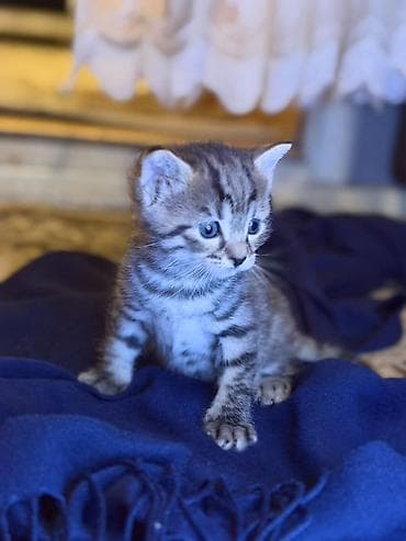 barter heyvanlar: Tabbi — 8