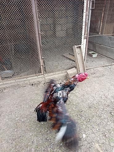 bildirçin yemi: Salam İyulun 27 çıxan çolpadı 100 manata cinsi tatarlardandı — 1