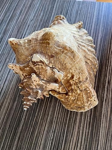 dekor satisi: Dekorativ böyük dəniz salyankası (konk qəbizə bənzər) - Material — 1