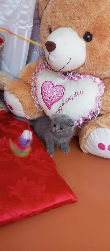 Pişiklər: Şotland yastı qulaq — 3