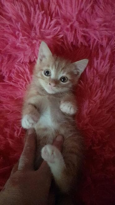 pişik cutləşdirilir: Yaxşı əllərə — 1