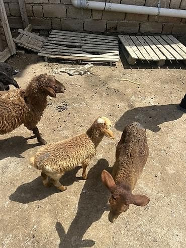 cins heyvanlar: Qoyun və quzu heyvanları - Növ: yerli ətlik/yunlu qoyunlar və quzular — 1