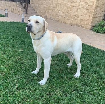 dişi labrador: Labrador-retriver, Erkek — 3