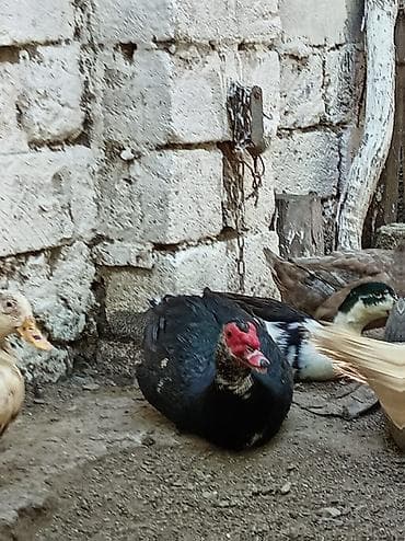 Səsli ördekler 15 man sesiz 25 manat heyvanlar sağlamdır 8 dene lal — 1