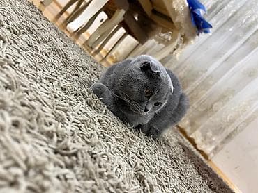 Digər heyvanlar: Şotland yastı qulaq — 3