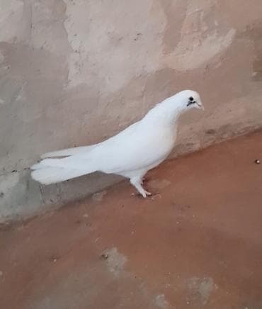 göyərçin şəkli: Tutulma erkey oynag quwdu unvan suraxani — 2