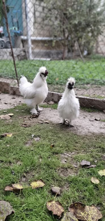 quş qefesleri: Xoruz, il: 1, Ünvandan götürmə, Pulsuz çatdırılma, Ödənişli çatdırılma — 1
