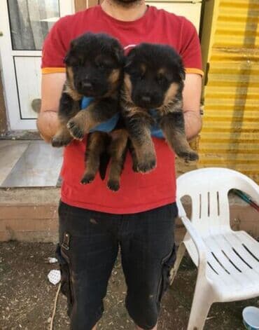 немецкие овчарки щенки купить: Немецкая овчарка — 3