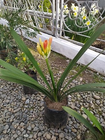 pomidor stili satilir: Bağ və interyer üçün dekorativ saksı bitkiləri • Xurma (saksıda) – — 4