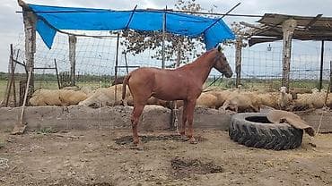 toyuq cuce satiram: Satılır 3 yaş erkey boyu normal yorğa sakitdir — 3