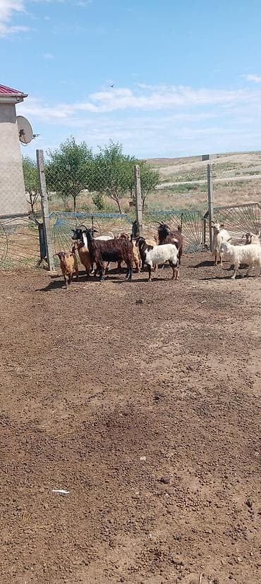 Salam citdi alıcılar zeng etsin razılaşag