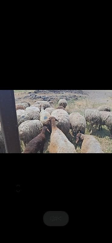 sort qoyunlar: Dişi, il: 10, 50 kq, Damazlıq, Ünvandan götürmə — 3