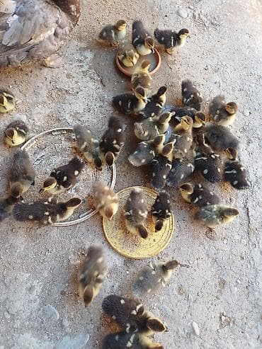 Heyvanlar: Satılır: muskovi (indo) ördək balaları Məhsul təsviri: - Cins — 4