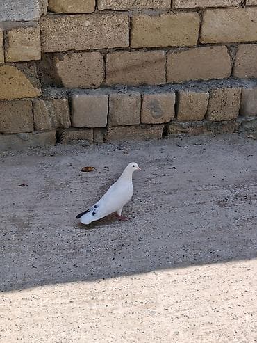 danisan qus: 8 dene tutulma quslardi hansı sağlam uçuşu olanlar var Qaradağ — 9