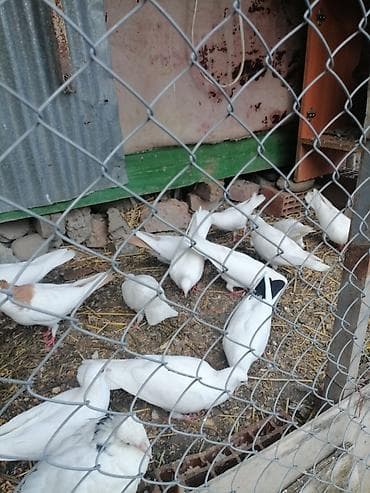 Göyərçinlər: Kohne nesil aglar ucushtu saglam heyvanlardi terqizilir deye hamisini — 3
