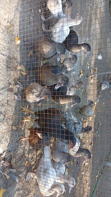 bildirçin az: Məhsul: Muskoviy (hind) ördəkləri – müxtəlif rənglərdə və yaşlarda — 6