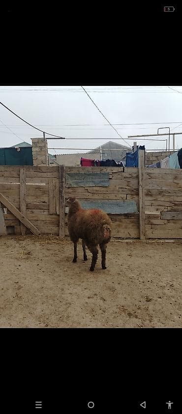 Digər heyvanlar: 35 klo diri cekisi var erkeydi əsl qurbanliqdi — 3